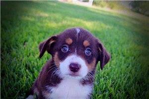 Auggie Puppies for Sale | Pawrade.com