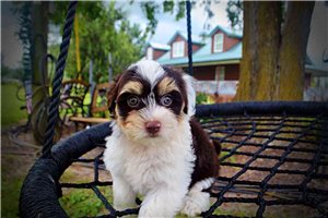 Megan - Havanese for sale
