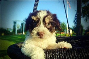 Kissy - Havapoo for sale