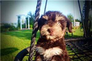 Katie - Havapoo for sale