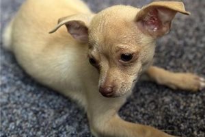 Timothy - Chihuahua for sale