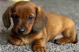 Eugene - Dachshund, Smooth for sale