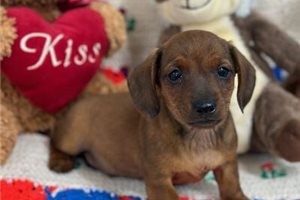 Easton - Dachshund, Smooth for sale
