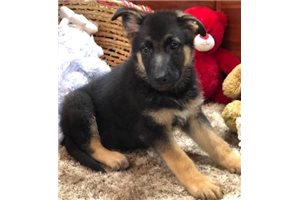 Brody - German Shepherd for sale
