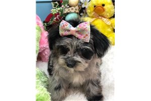 Leigh - Yorkiepoo - Yorkie Poo for sale