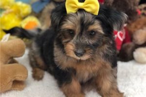 Levi - Yorkiepoo - Yorkie Poo for sale