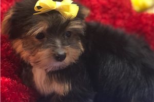 Alvin - Yorkshire Terrier - Yorkie for sale