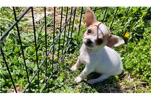 Cullen - Chihuahua for sale