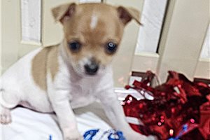 Creed - Chihuahua for sale