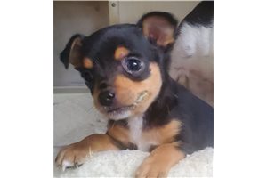 Pongo - Chihuahua for sale
