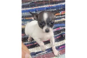 Zayn - Chihuahua for sale