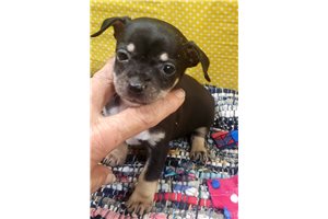 Chihuahua Puppies for Sale | Pawrade.com