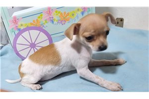 Scarlett - Chihuahua for sale