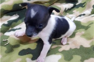 Eara - Chihuahua for sale