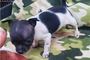 Glory - Chihuahua for sale