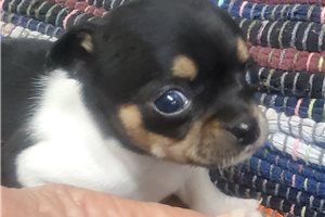 Emma - Chihuahua for sale