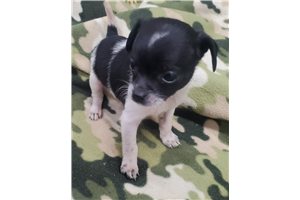 Brodrick - Chihuahua for sale
