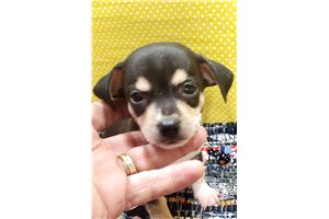 Carter - Chihuahua for sale