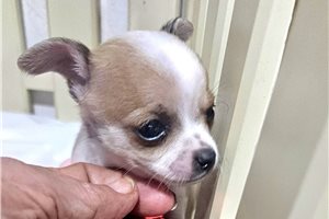 Cullen - Chihuahua for sale