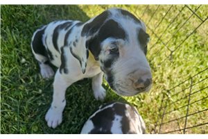 Henry - puppy for sale