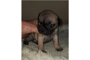Penny - Pug for sale