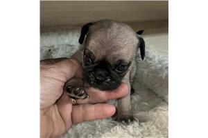 Petey - Pug for sale