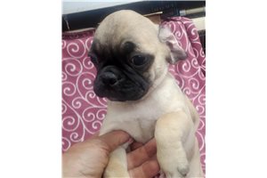 Grant - Pug for sale