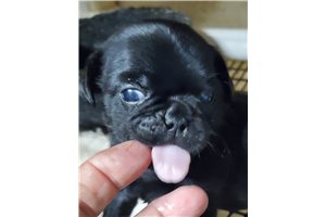 Pugsly - Pug for sale