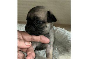 Perry - Pug for sale