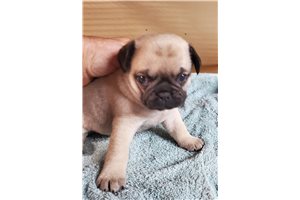 Nellie - Pug for sale