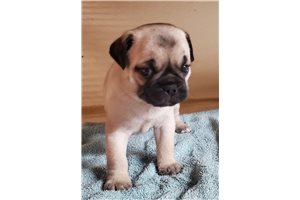 Tyson - Pug for sale