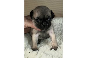 Fruity - Pug for sale