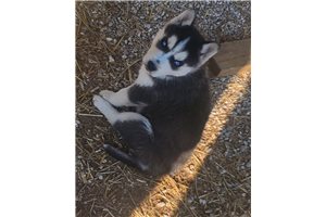 Spike - Siberian Husky for sale