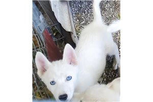Stan - Siberian Husky for sale