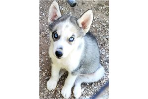 Kiya - Siberian Husky for sale