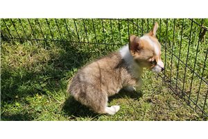 Lura - puppy for sale