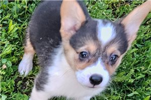 Lula - puppy for sale
