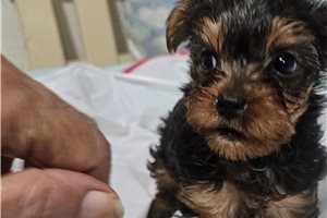 Paul - Yorkshire Terrier - Yorkie for sale