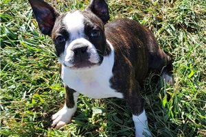 Felipe - Boston Terrier for sale