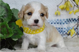 Rhys - Cavachon for sale