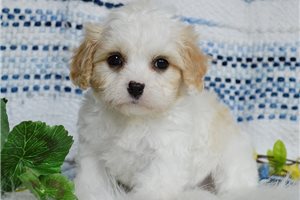 Ava - Cavachon for sale