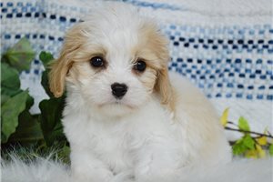 Zeke - Cavachon for sale
