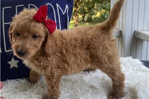 Lacey - Goldendoodle, Mini for sale