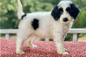Niles - Sheepadoodle for sale