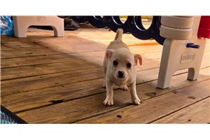 Corkie - Chihuahua for sale