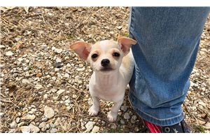 Dandie - Chihuahua for sale