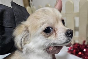 Scooter - Chihuahua for sale