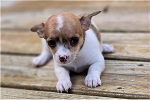 Bachito - puppy for sale
