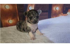 Calliope - puppy for sale