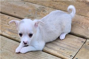 Corkie - Chihuahua for sale